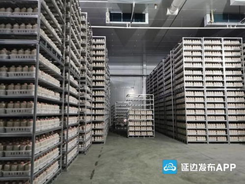 安圖縣杏鮑菇生產(chǎn)基地實現(xiàn)工廠化生產(chǎn)